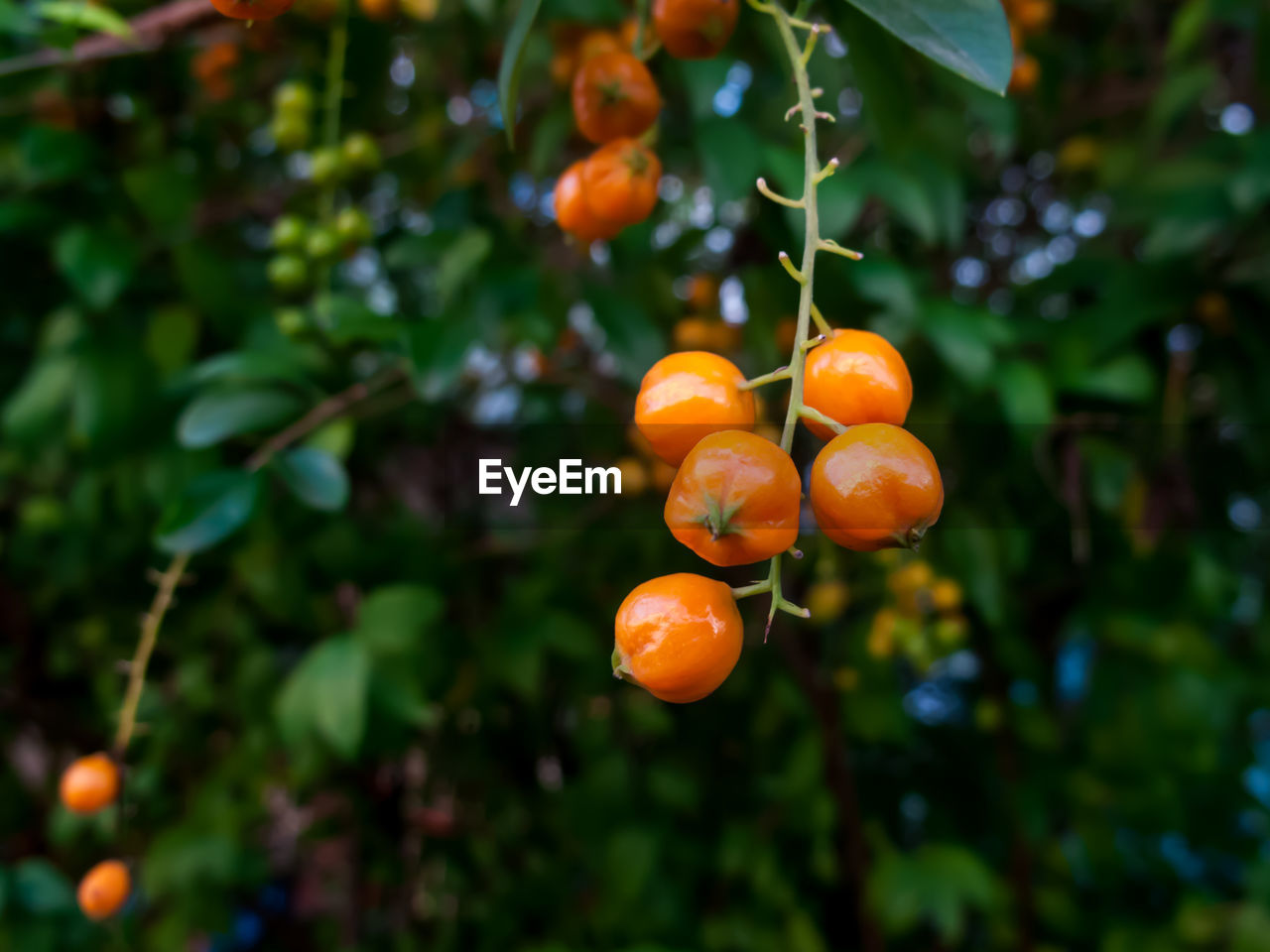 Close-up of orange fruits on tree