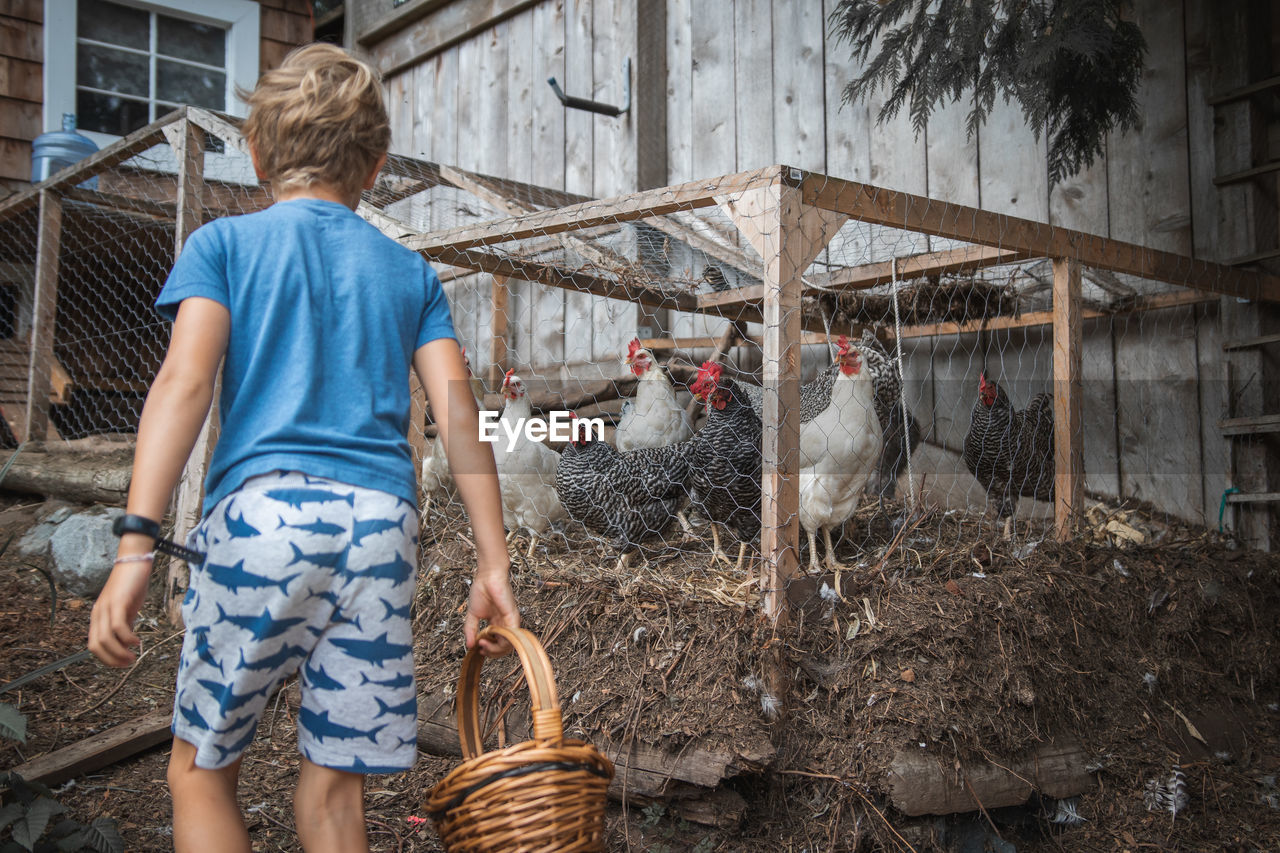 Rear view of boy holding eggs in basket at farm