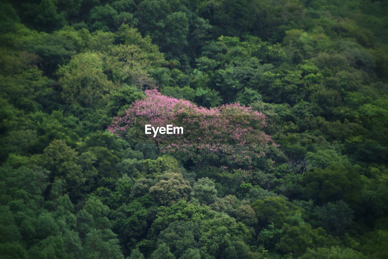 High angle view of flowers amidst trees