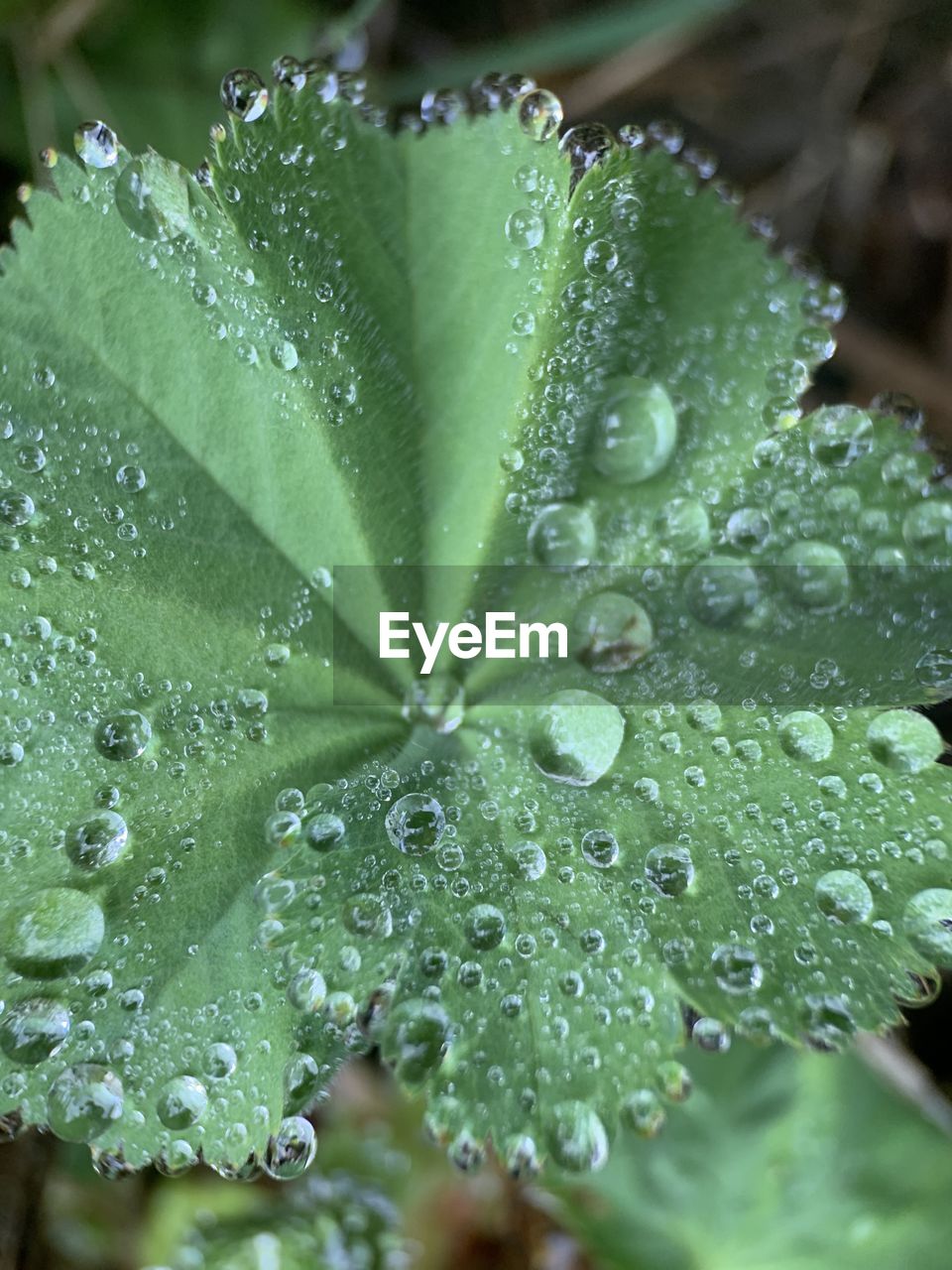 CLOSE-UP OF RAINDROPS ON PLANT LEAVES