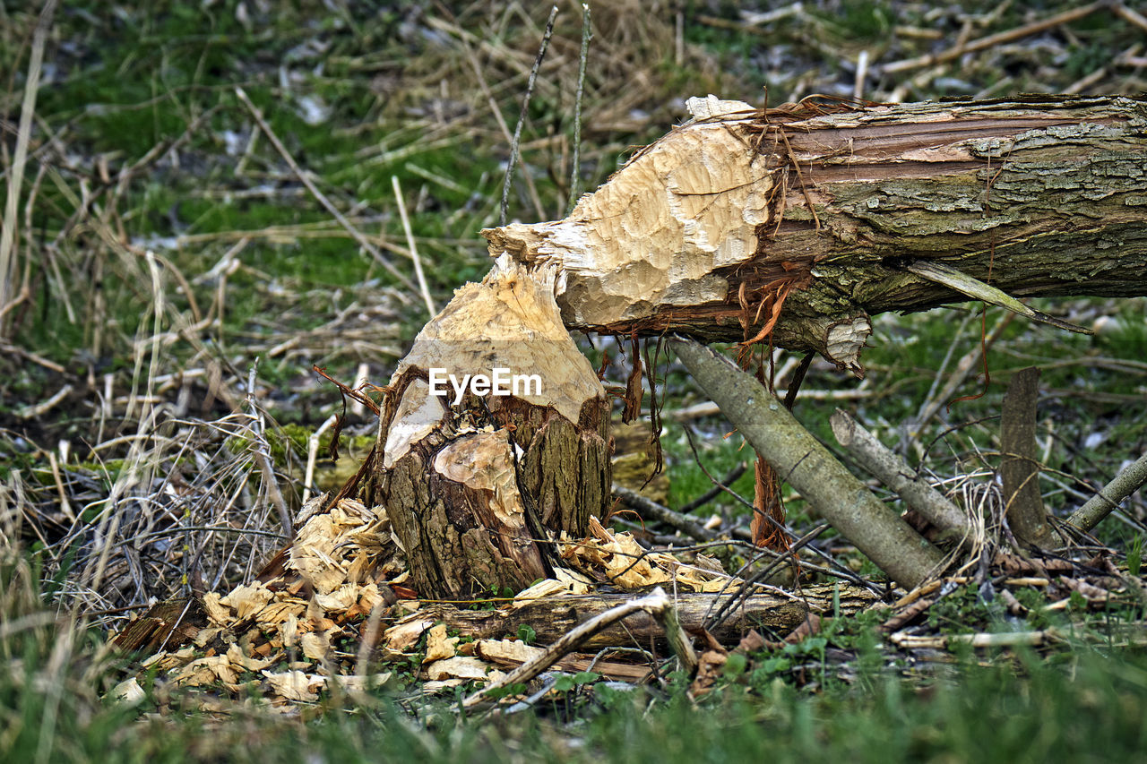 CLOSE-UP OF MUSHROOMS ON FIELD