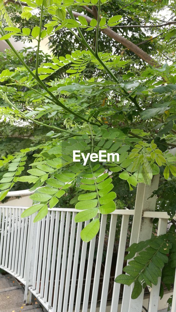 TREES GROWING OUTDOORS