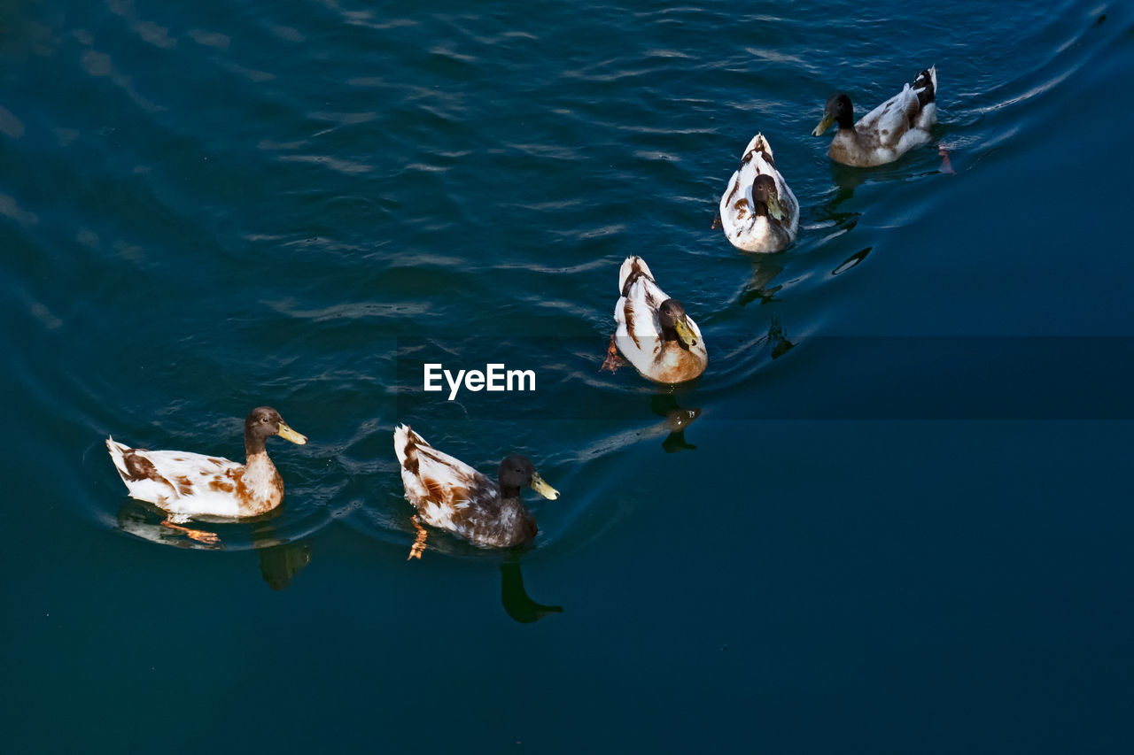 High angle view of ducks swimming in lake