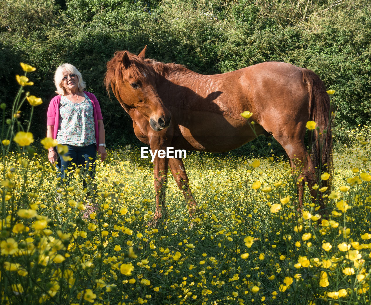 FULL LENGTH OF A HORSE STANDING IN FIELD