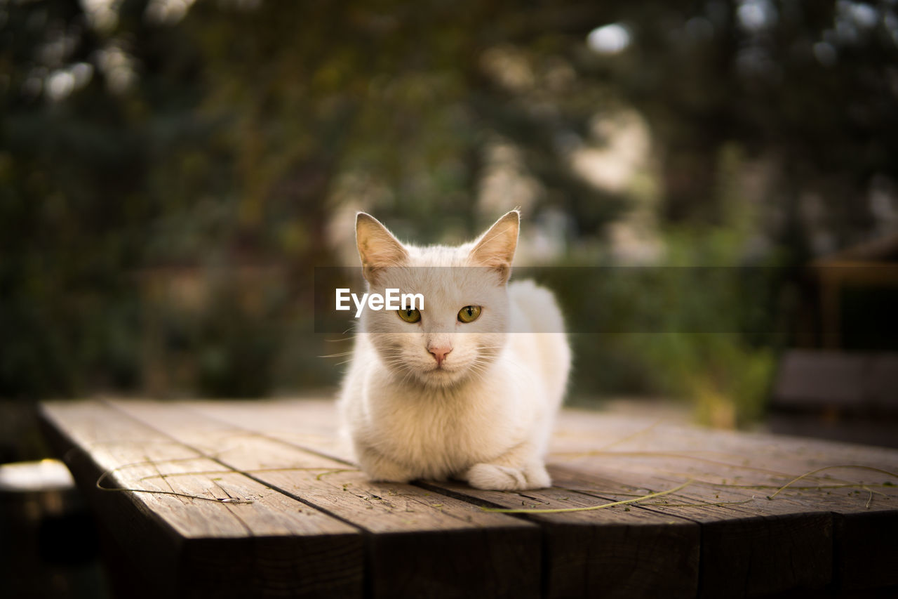 Portrait of cat sitting on wood