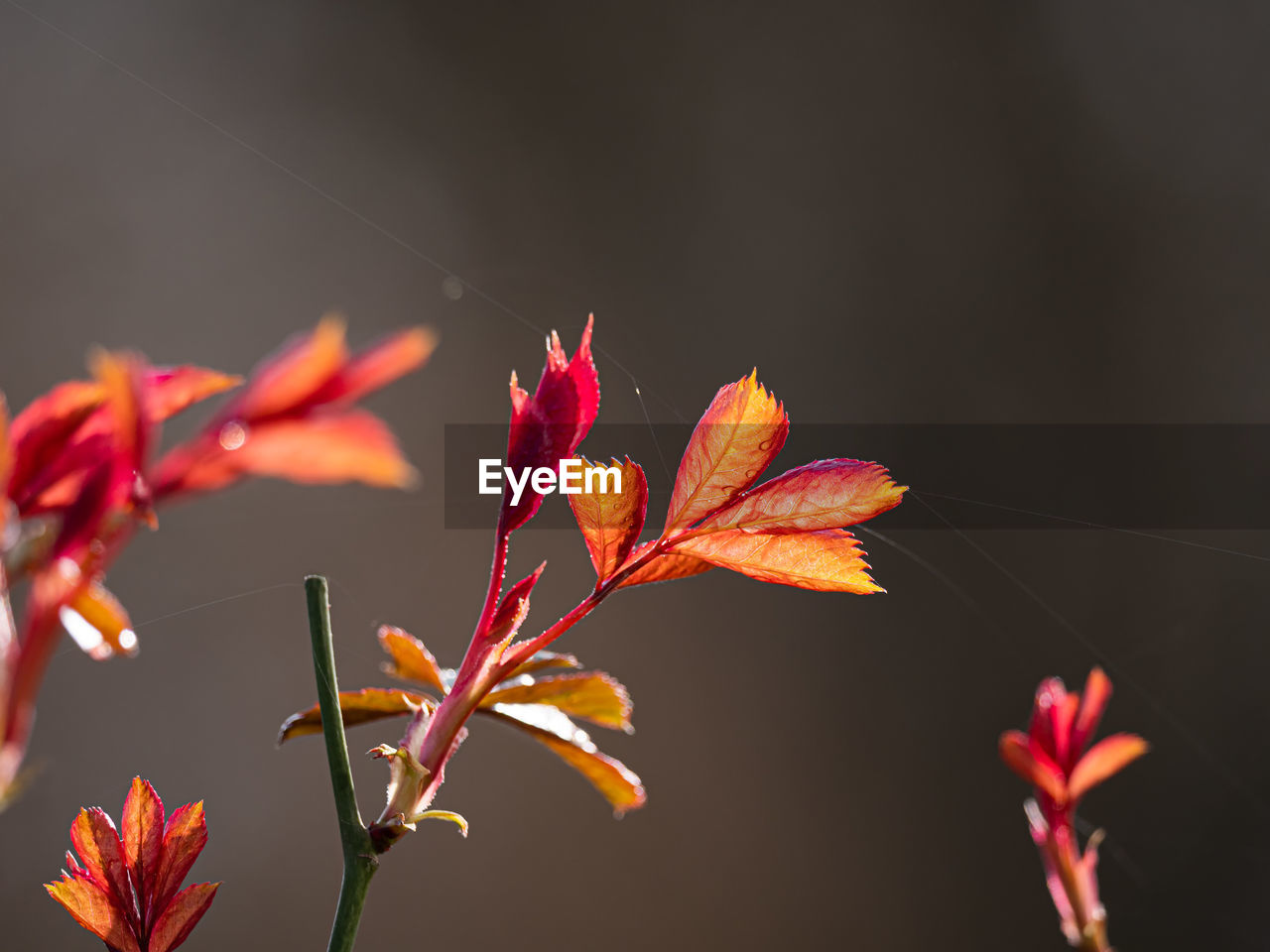 Close-up of maple leaves on plant