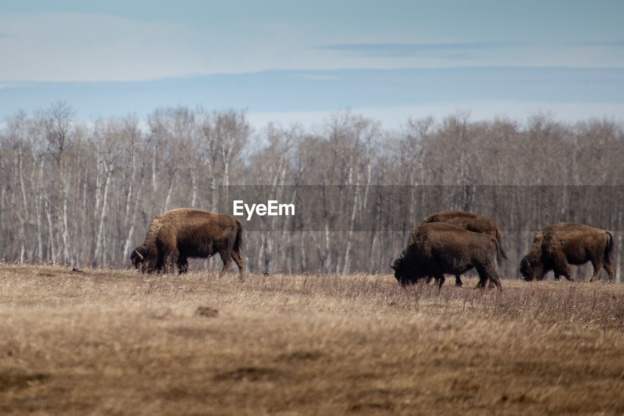 Bison in a field