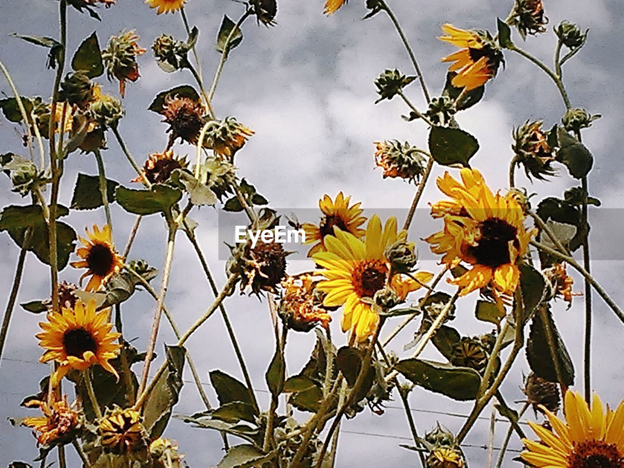 CLOSE-UP OF YELLOW FLOWERS AGAINST SKY