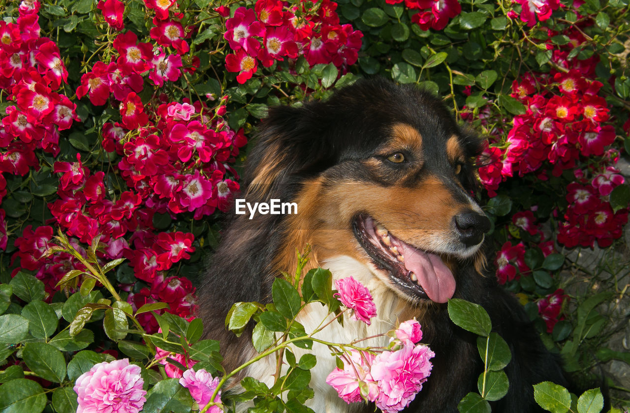 Portrait of beautiful australian shepherd dog on the roses