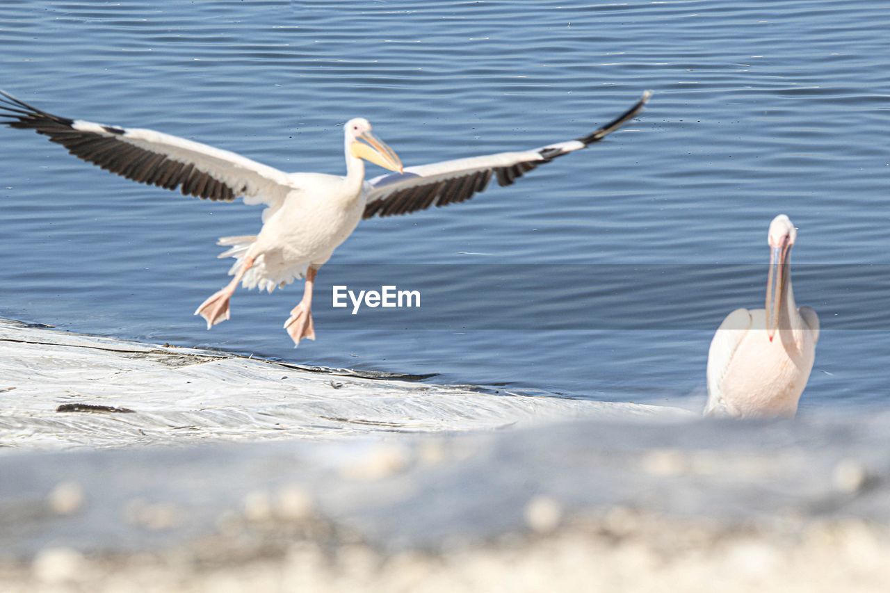 animal themes, animal, bird, animal wildlife, wildlife, water, flying, group of animals, wing, nature, spread wings, seabird, no people, pelican, day, beak, lake, two animals, outdoors, white, animal body part, full length, beauty in nature, seagull