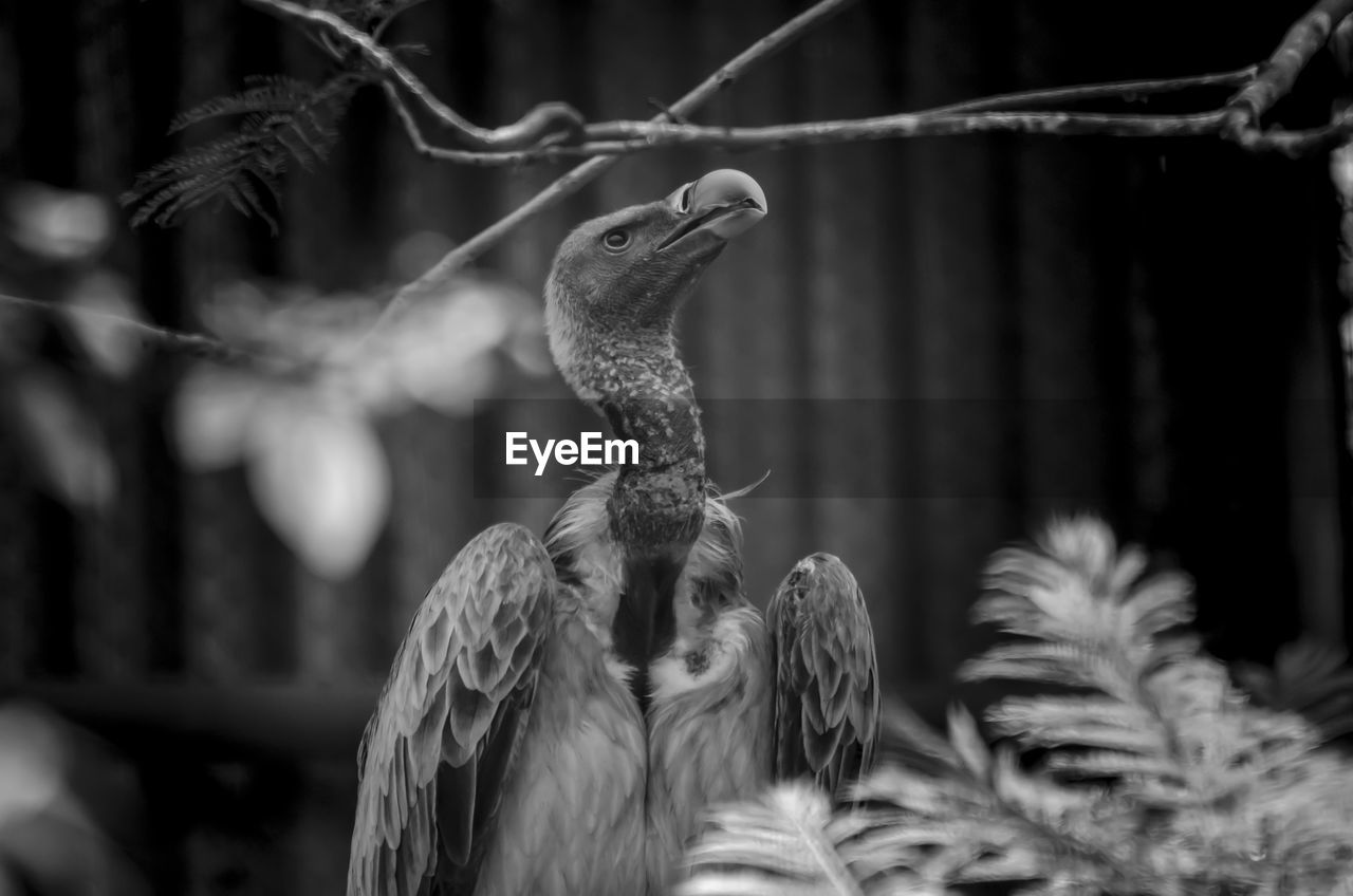 CLOSE-UP OF A OWL