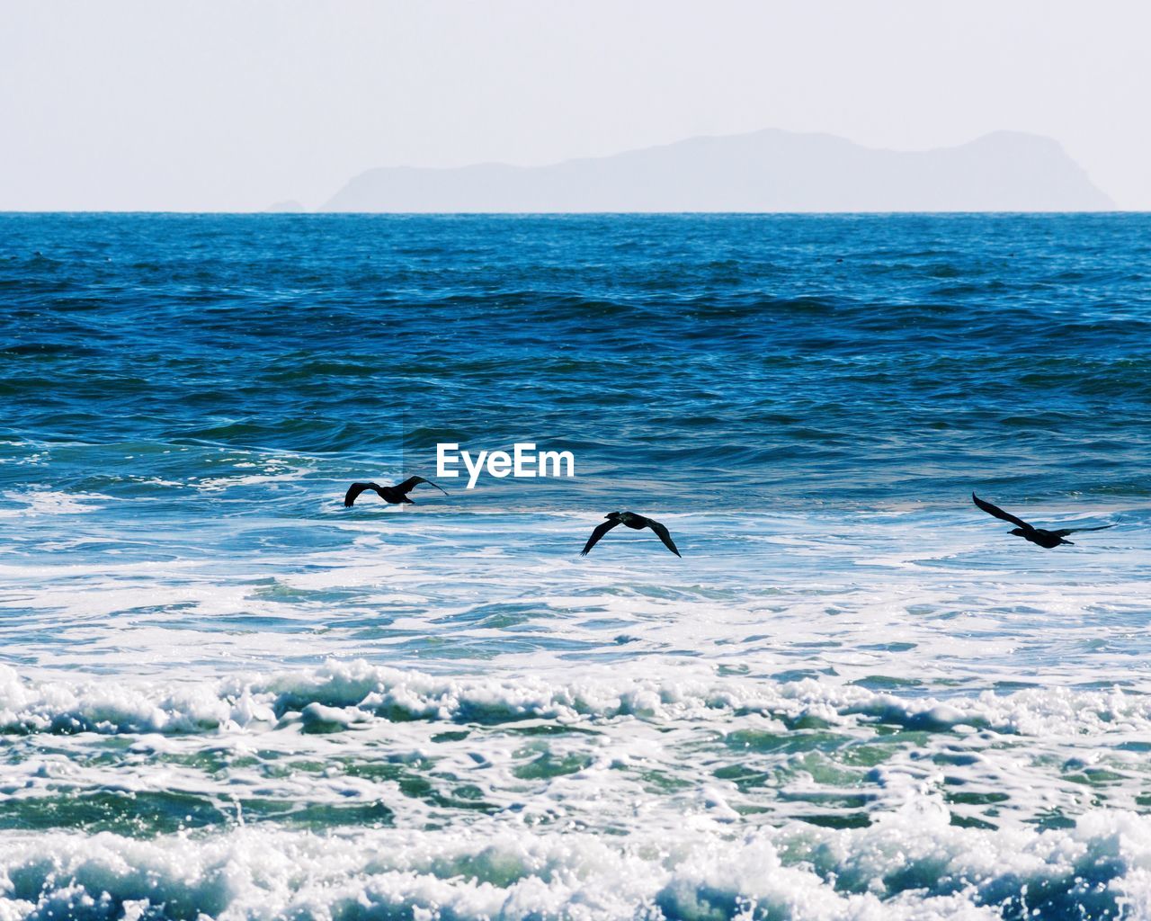 DUCKS FLYING OVER SEA AGAINST CLEAR SKY