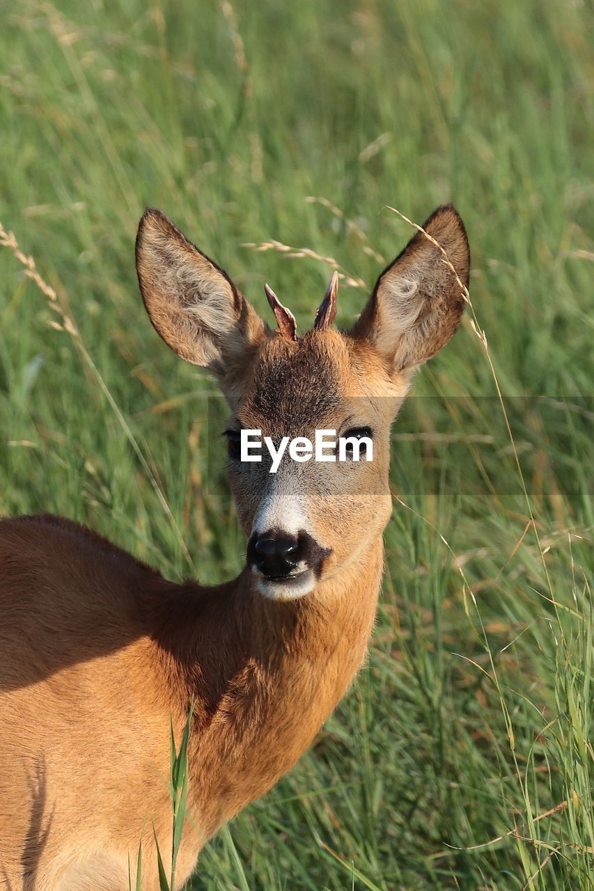 Portrait of deer on field, roebuck 