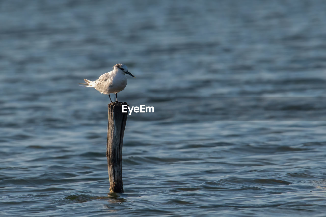 close-up of bird perching on wooden post