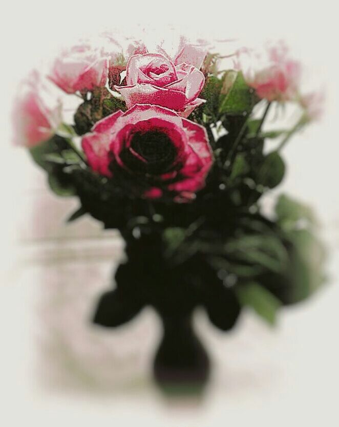 CLOSE-UP OF RED FLOWERS ON WHITE BACKGROUND