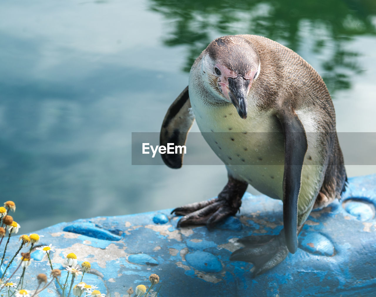 animal themes, animal, animal wildlife, wildlife, water, bird, one animal, nature, beak, no people, day, lake, outdoors, focus on foreground, mammal, penguin, underwater