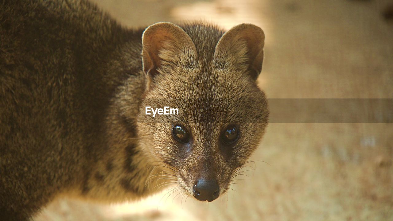 CLOSE-UP OF PORTRAIT OF BROWN CAT