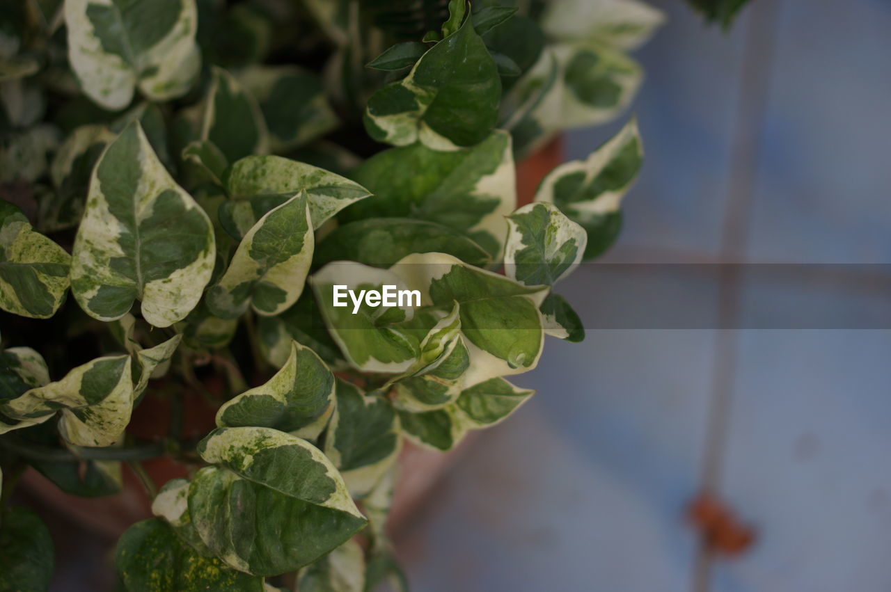 High angle view of leaves in plant