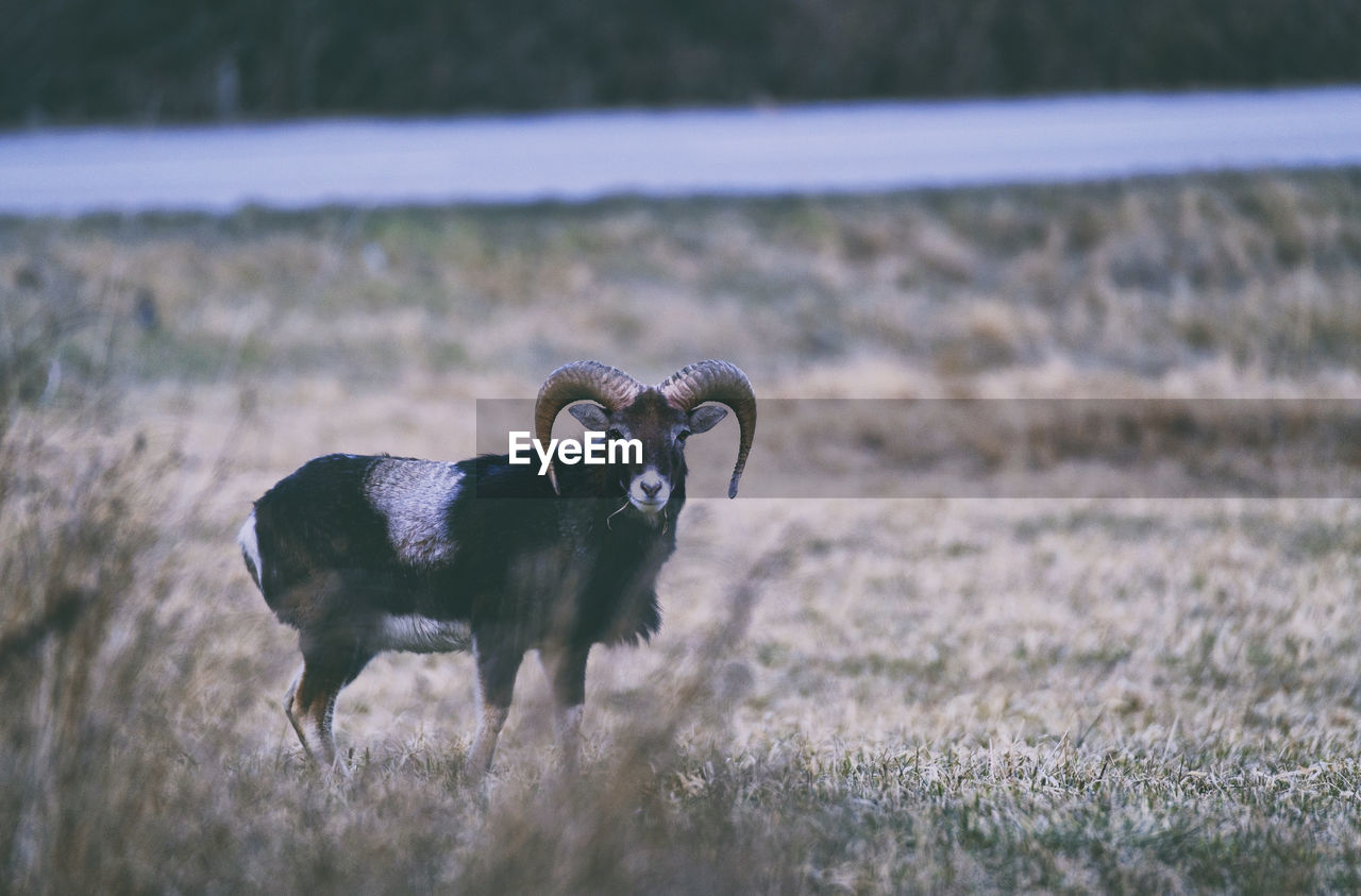 HORSE STANDING IN FIELD