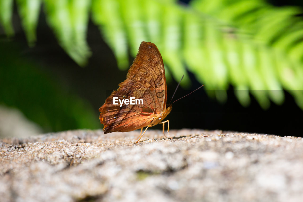 animal themes, animal, animal wildlife, nature, leaf, one animal, macro photography, insect, close-up, butterfly, wildlife, moths and butterflies, animal wing, beauty in nature, selective focus, no people, plant part, green, outdoors, animal body part, plant, day, environment, flower, brown