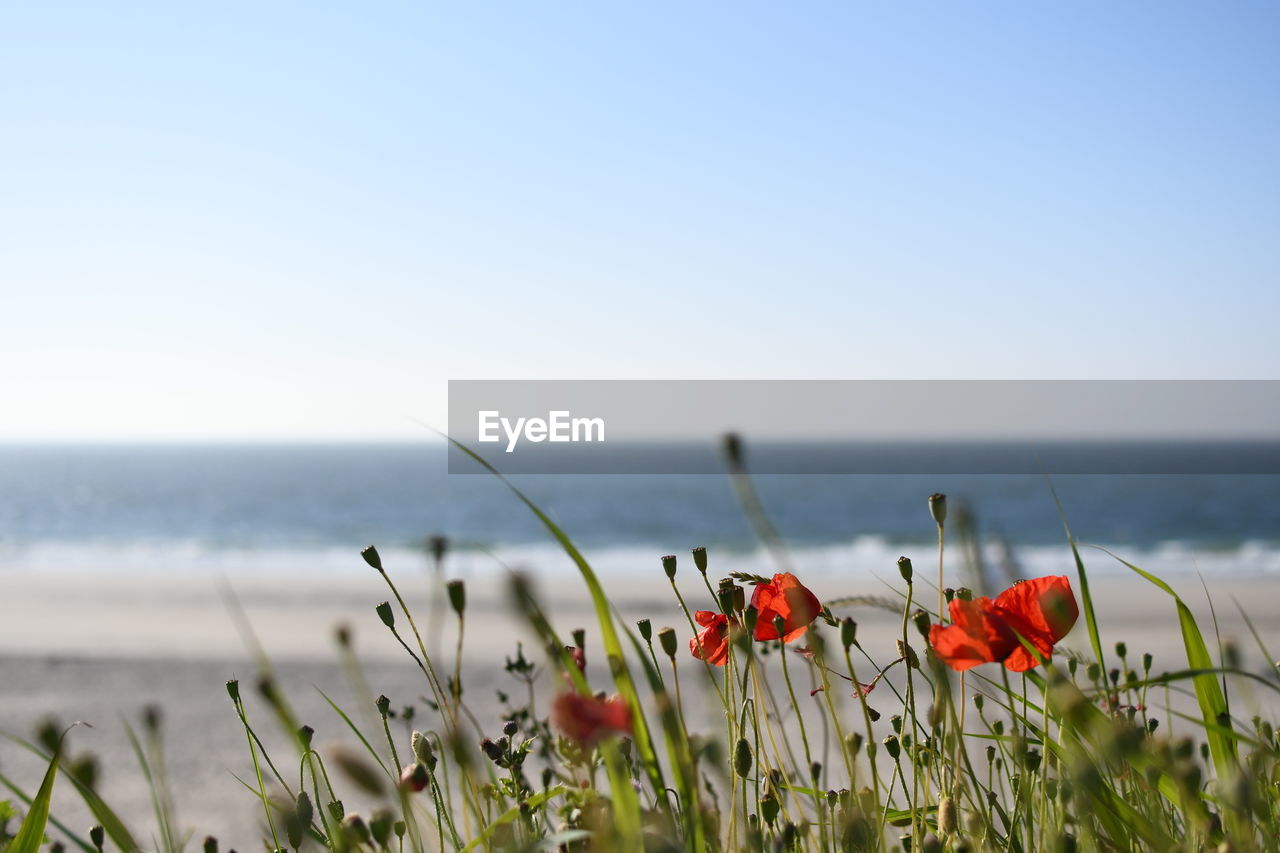 Close-up of red poppy flowers against clear sky