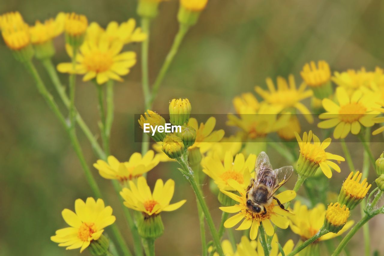 Close-up of insect on flowers