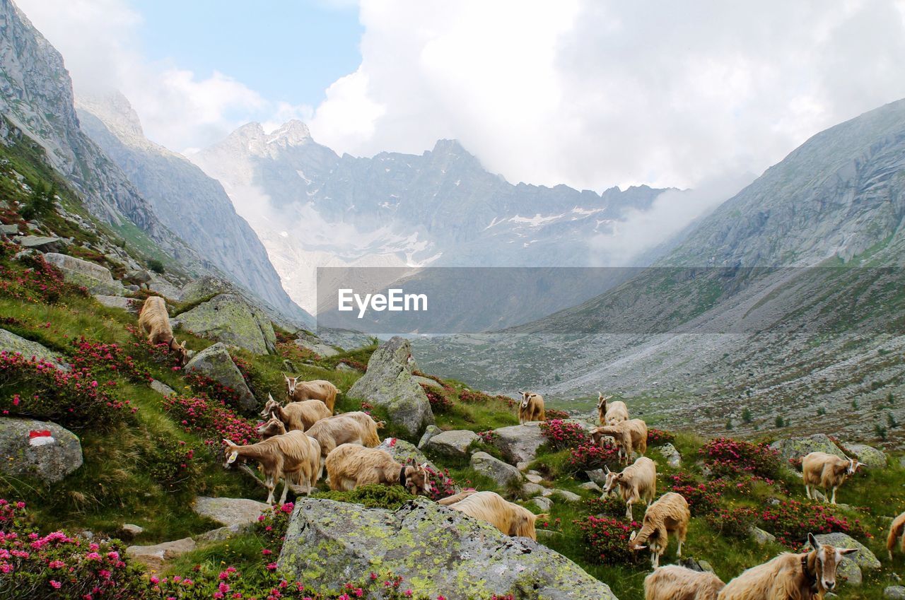 Scenic view of adamello mountains against sky