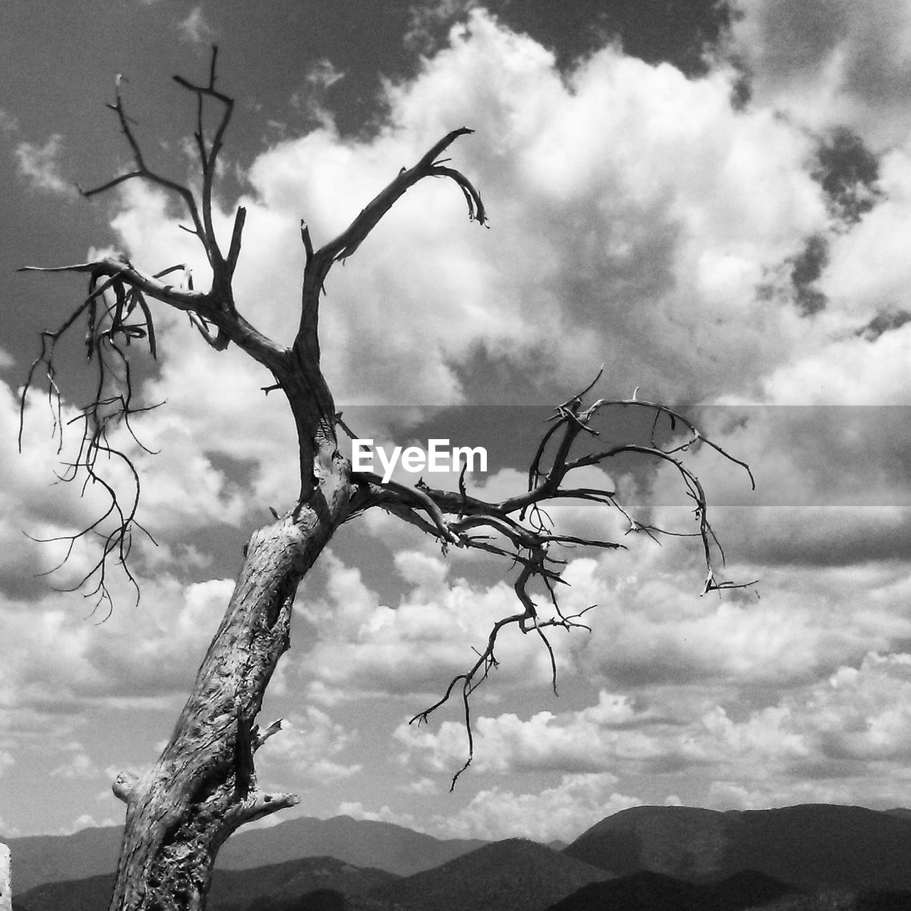 Low angle view of bare tree against sky