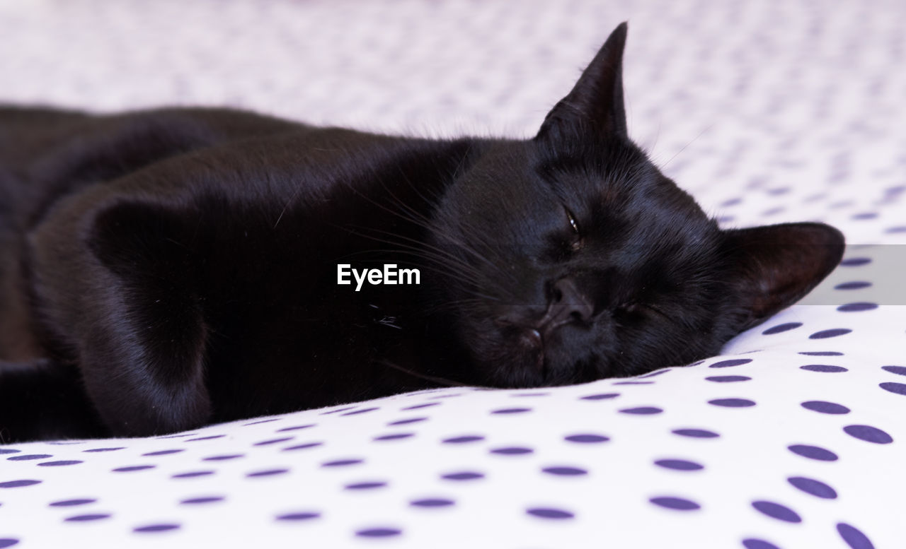 Close-up of a black cat resting on bed