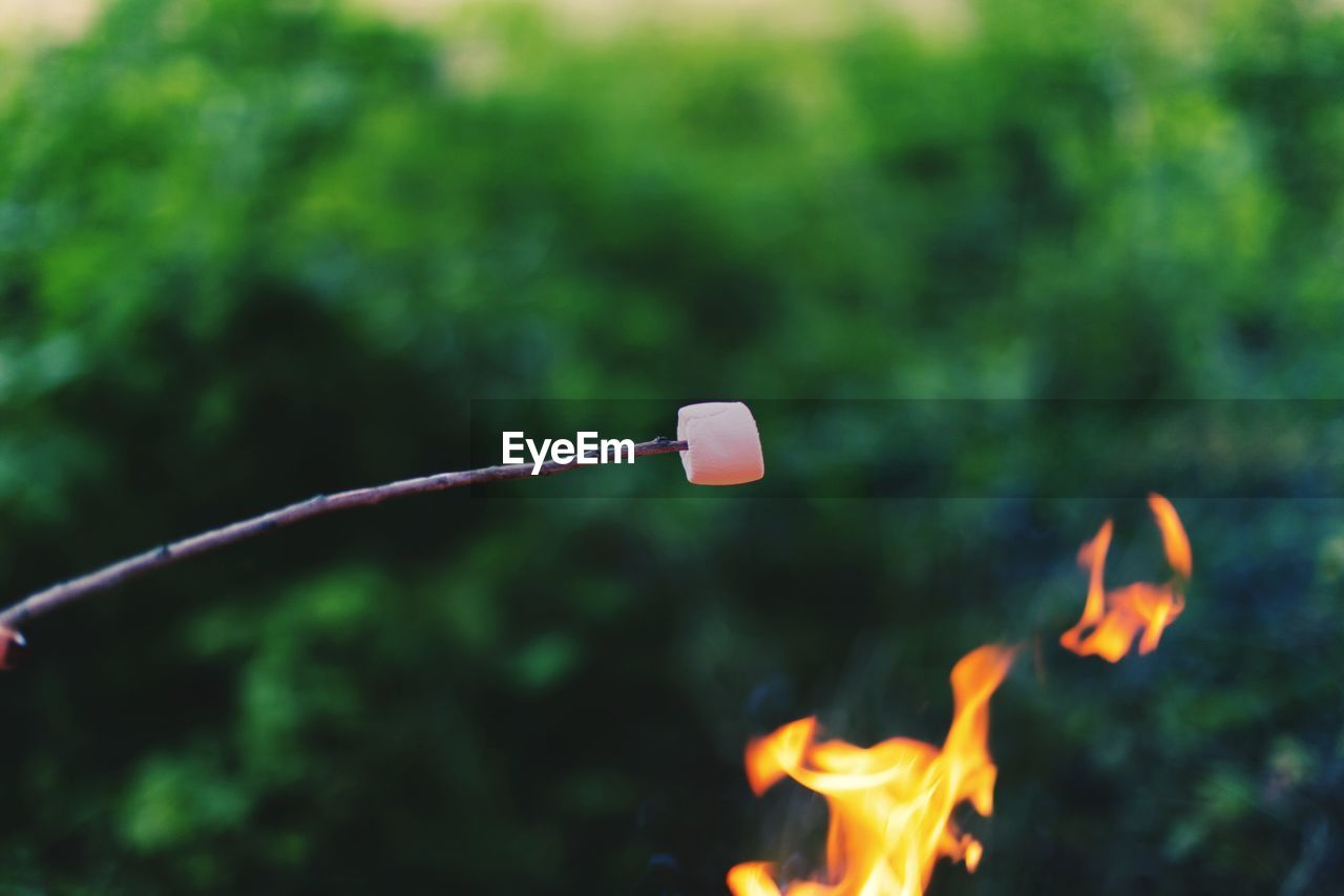 Close-up of marshmallow hanging on stick over bonfire