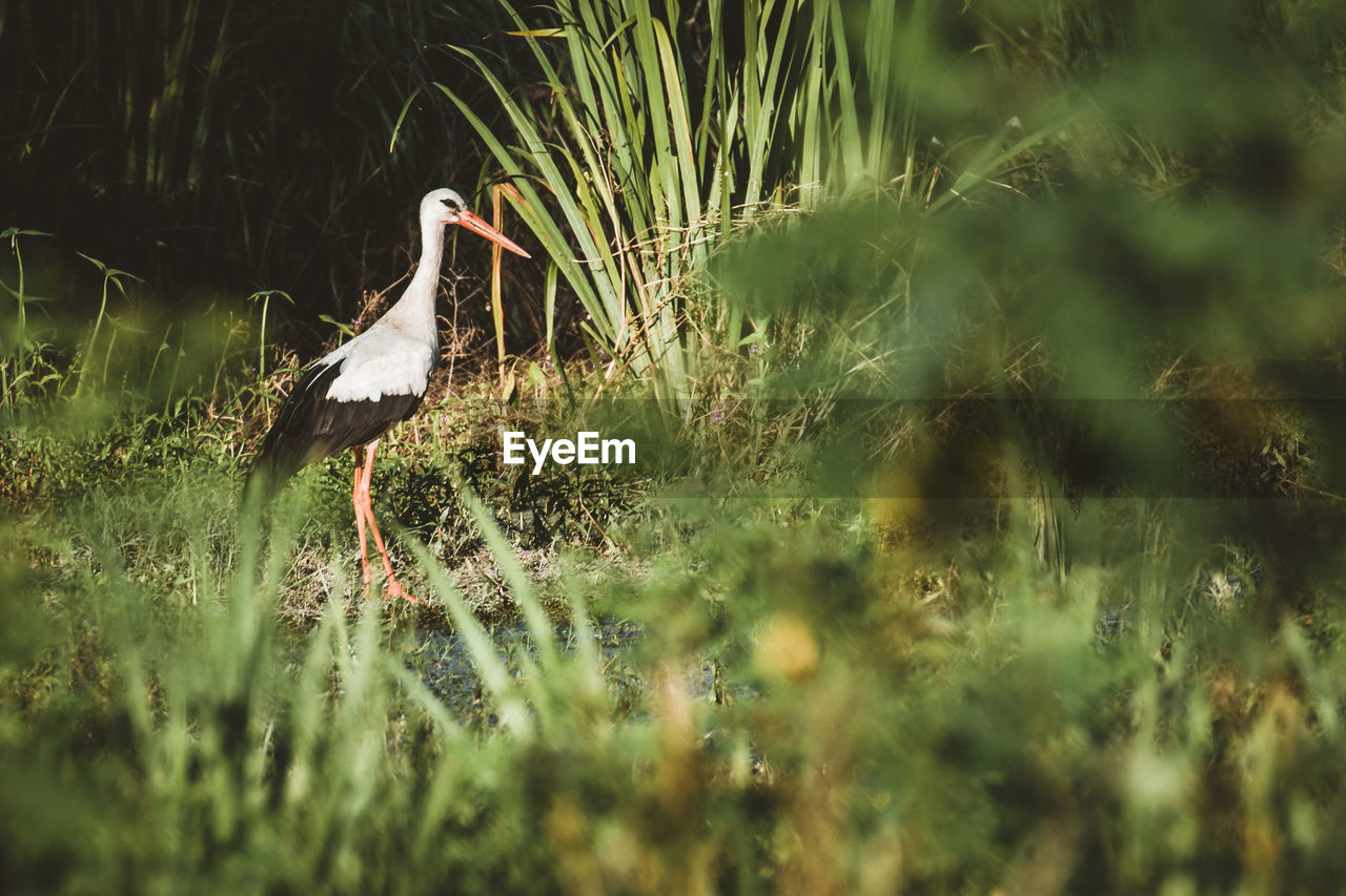 BIRD PERCHING ON A GRASS