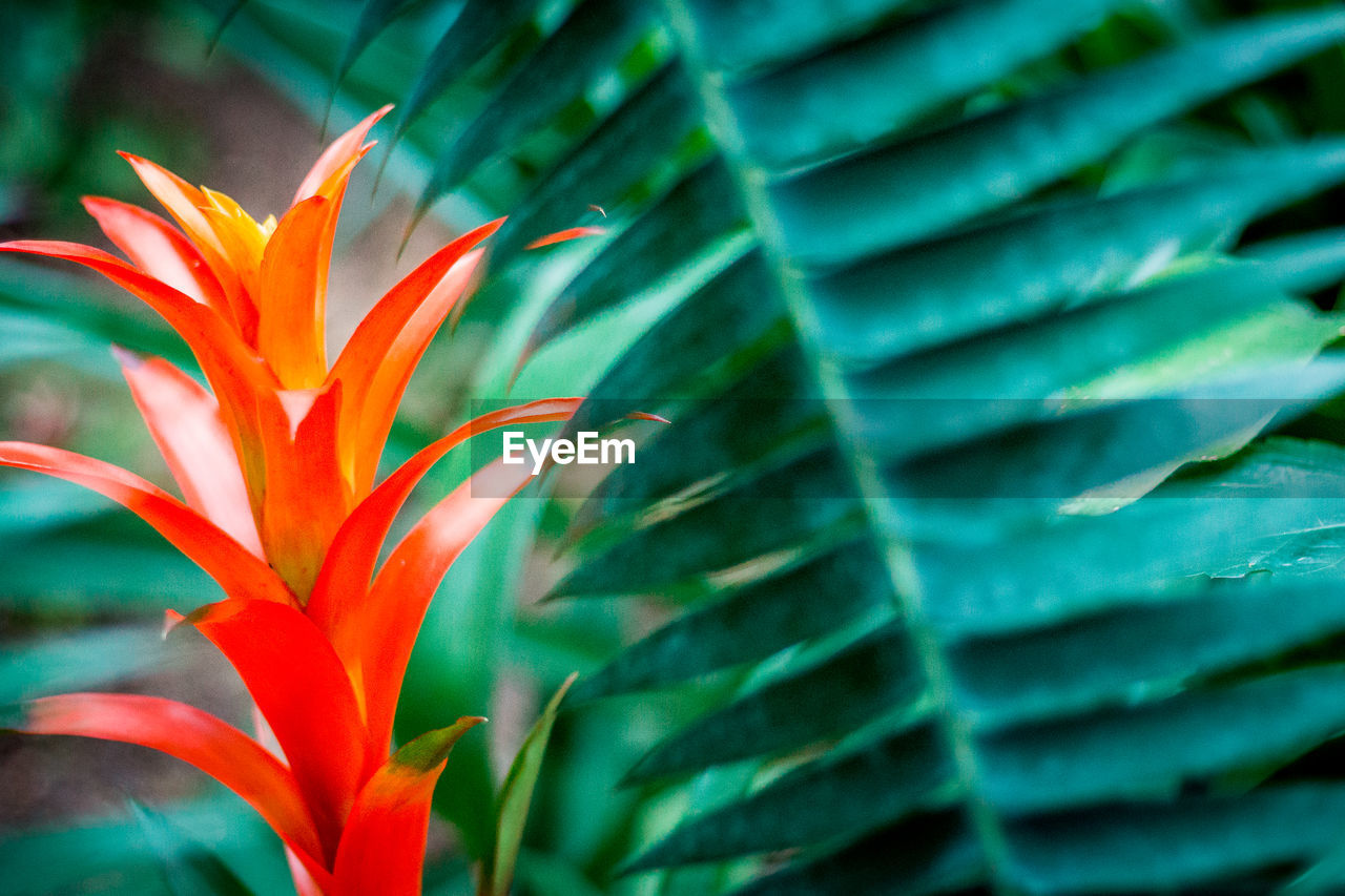 Red plant growing next to a fern