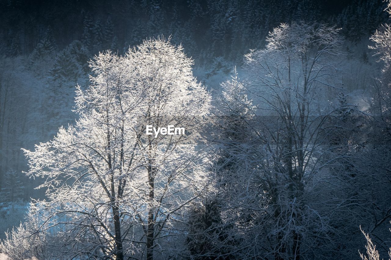 Low angle view of bare trees on snow covered land