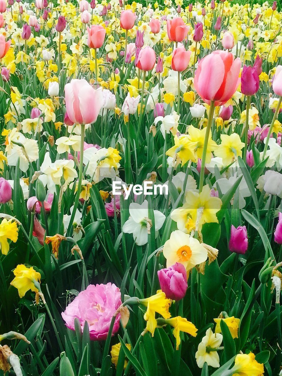 Close-up of colorful flowers growing in field