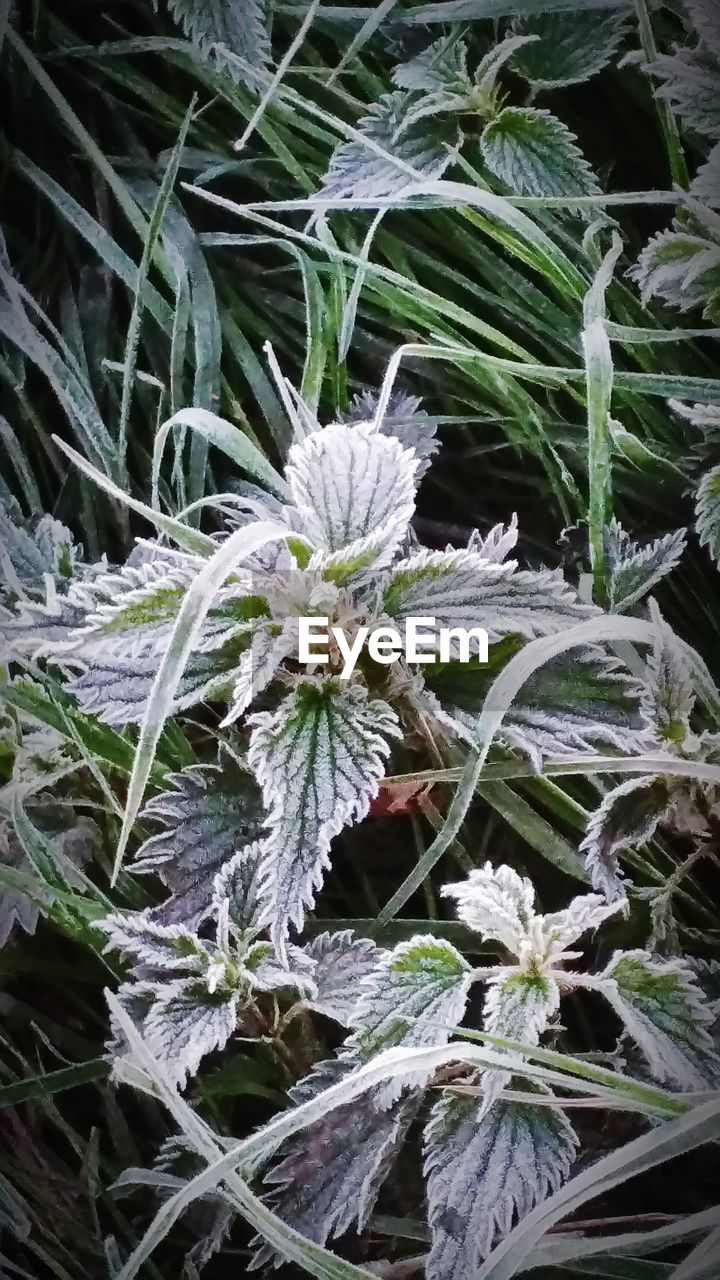 HIGH ANGLE VIEW OF SNOW ON PLANT