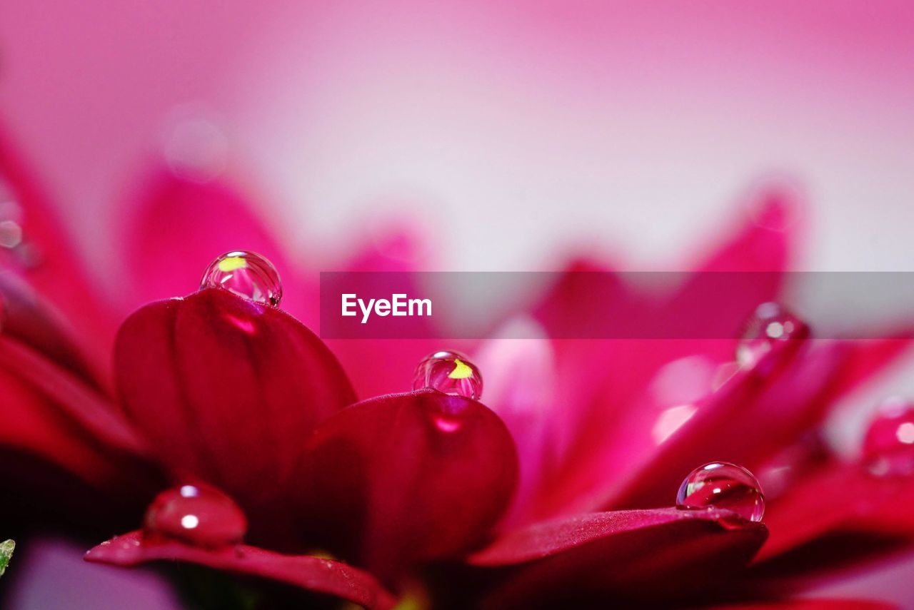 Close-up of wet pink flower