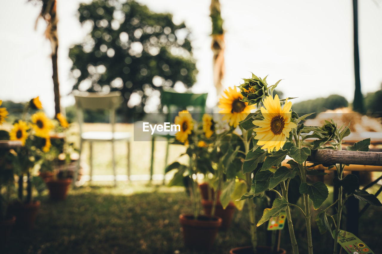 Countryside wedding seating, with wedding aisle and chairs decorated with bright yellow sunflowers.