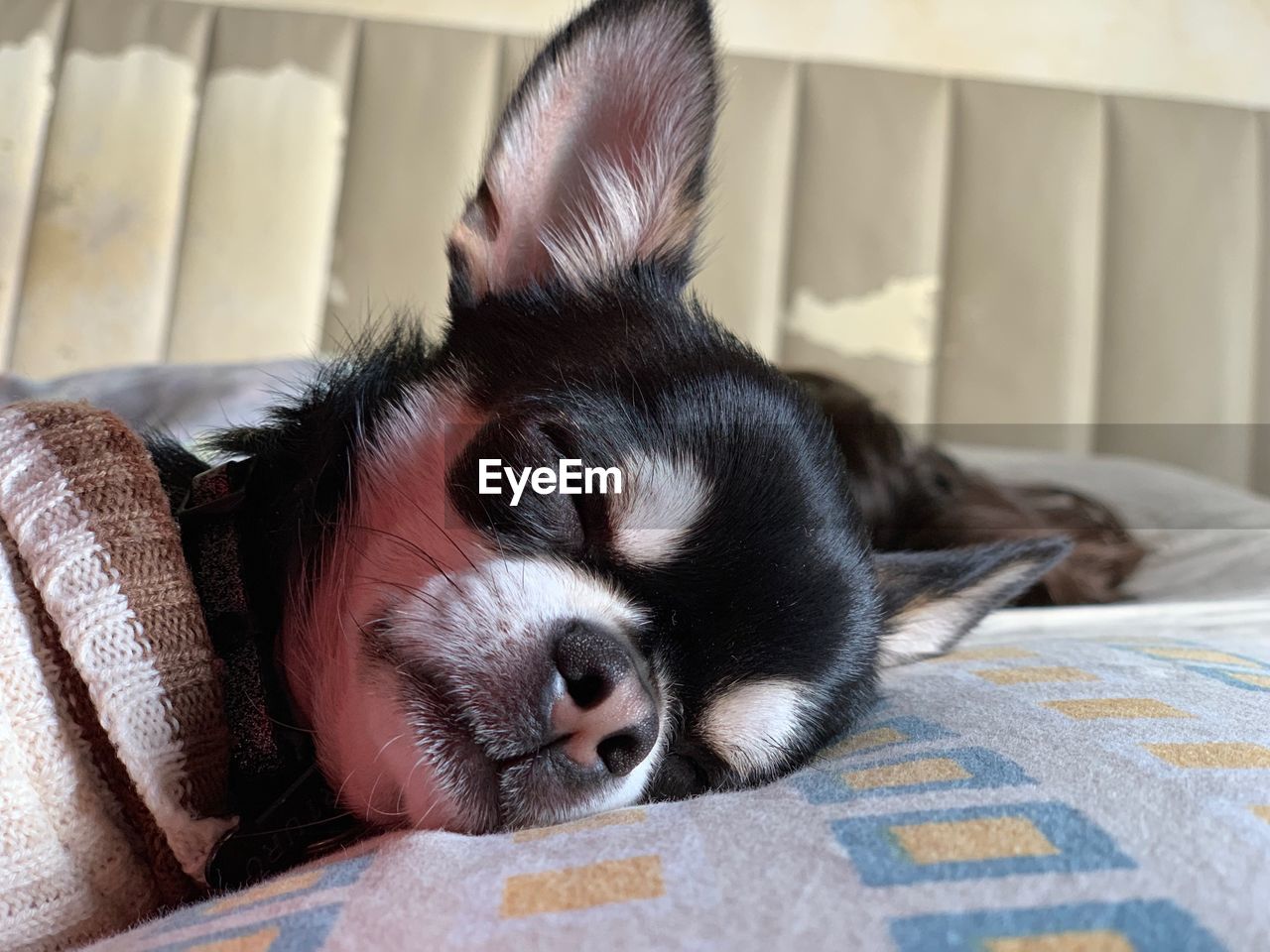 CLOSE-UP OF A DOG SLEEPING ON BED