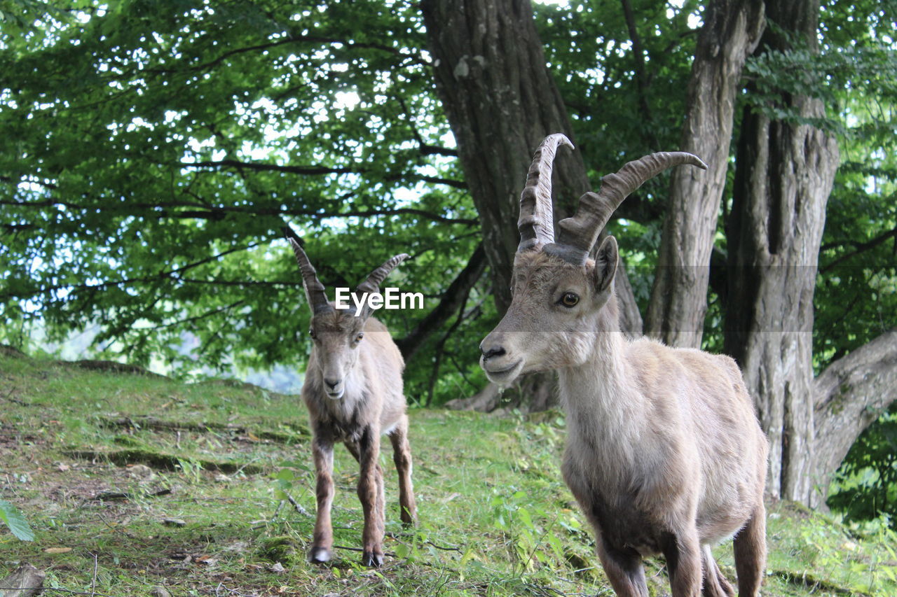 VIEW OF DEER ON FIELD