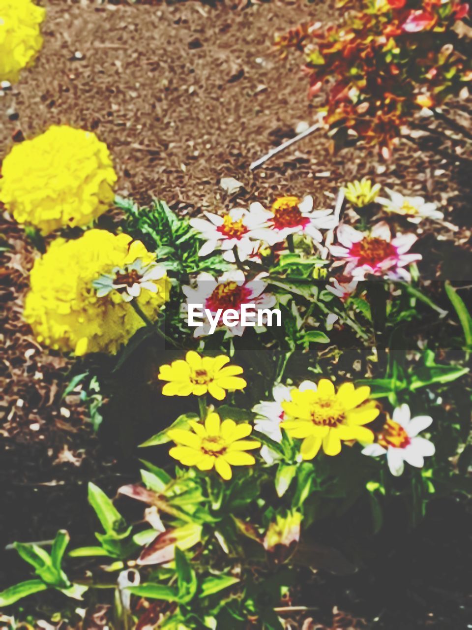 HIGH ANGLE VIEW OF YELLOW FLOWERING PLANT