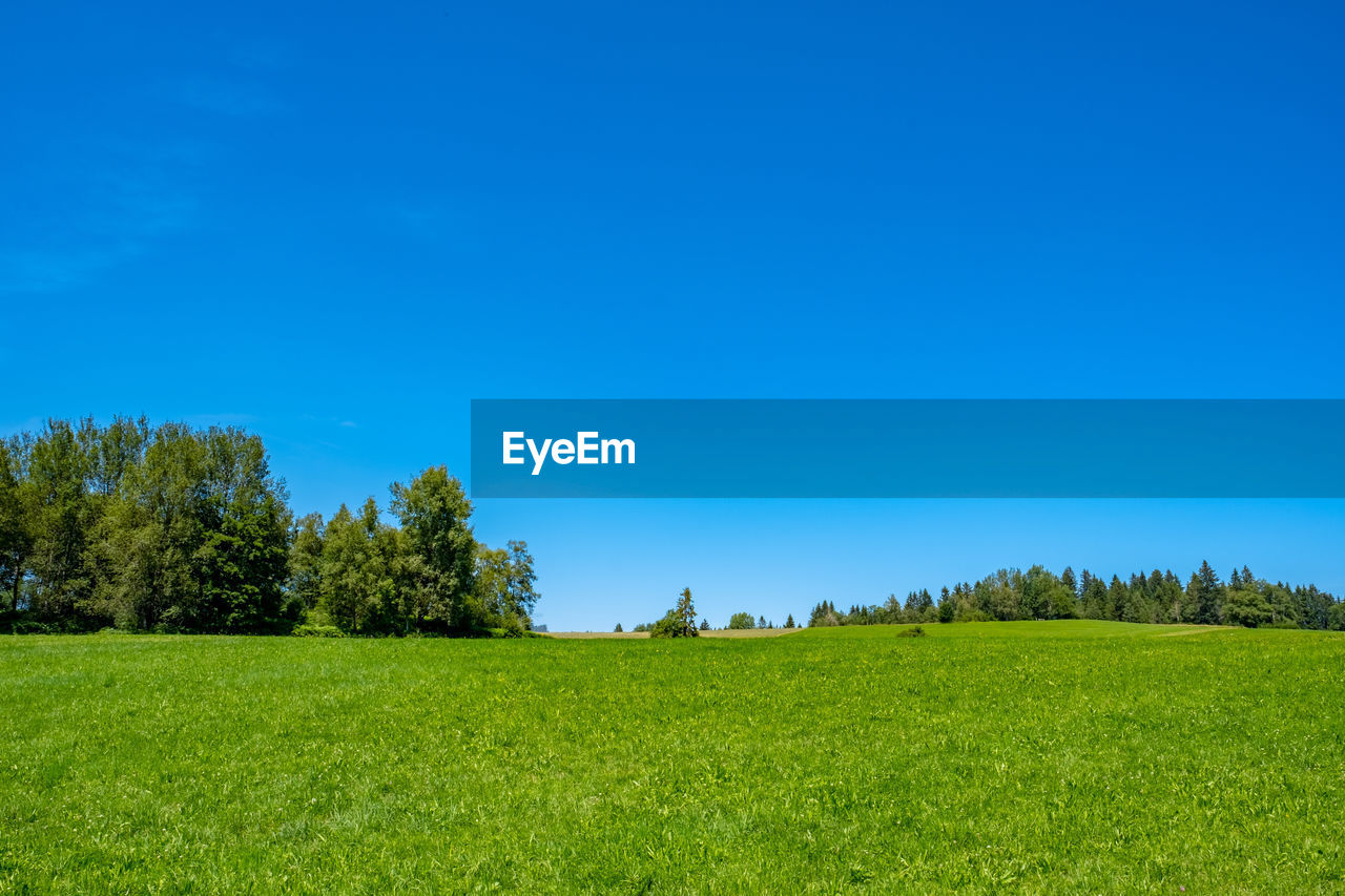 TREES ON FIELD AGAINST BLUE SKY