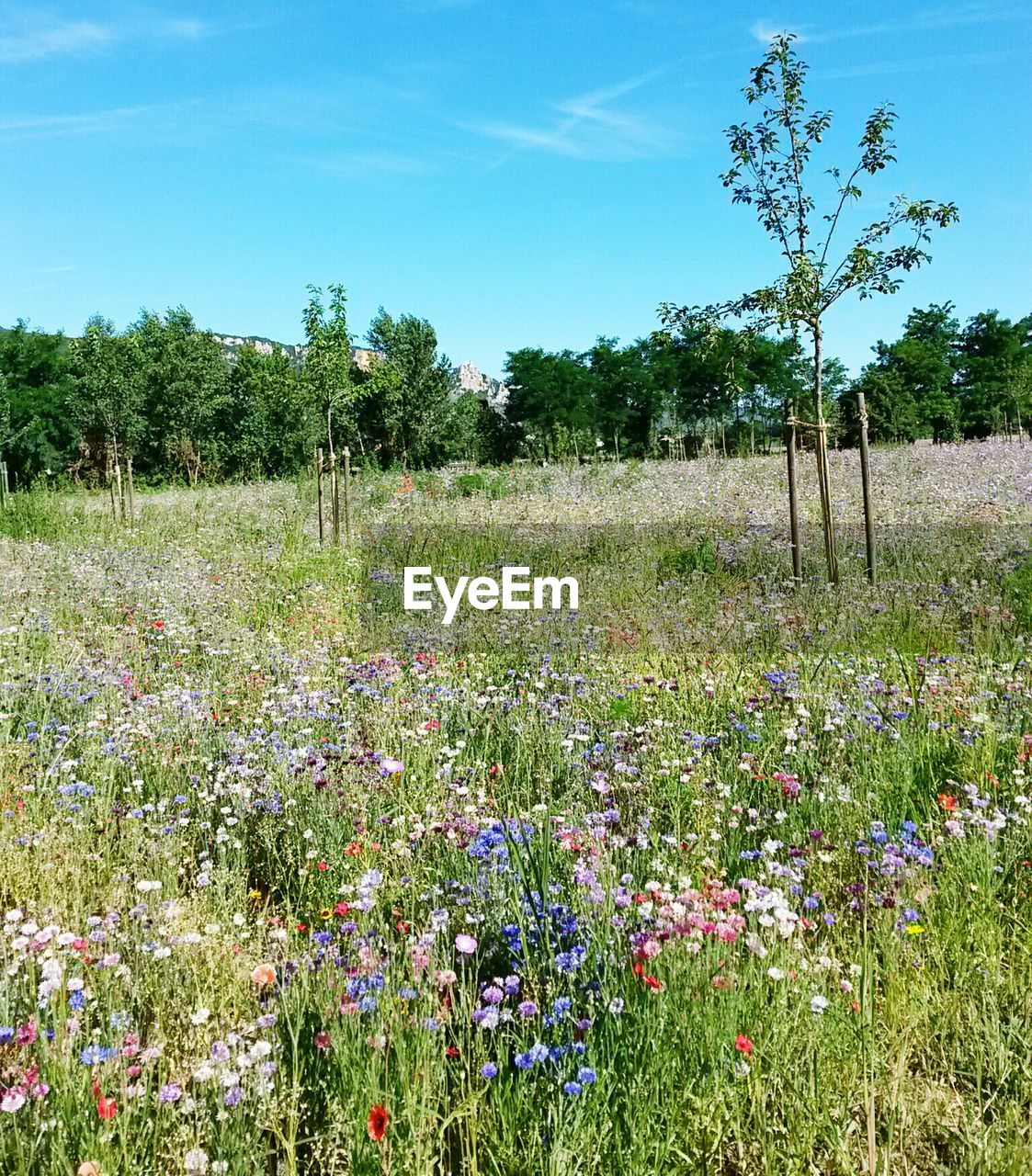 Flowers growing in field