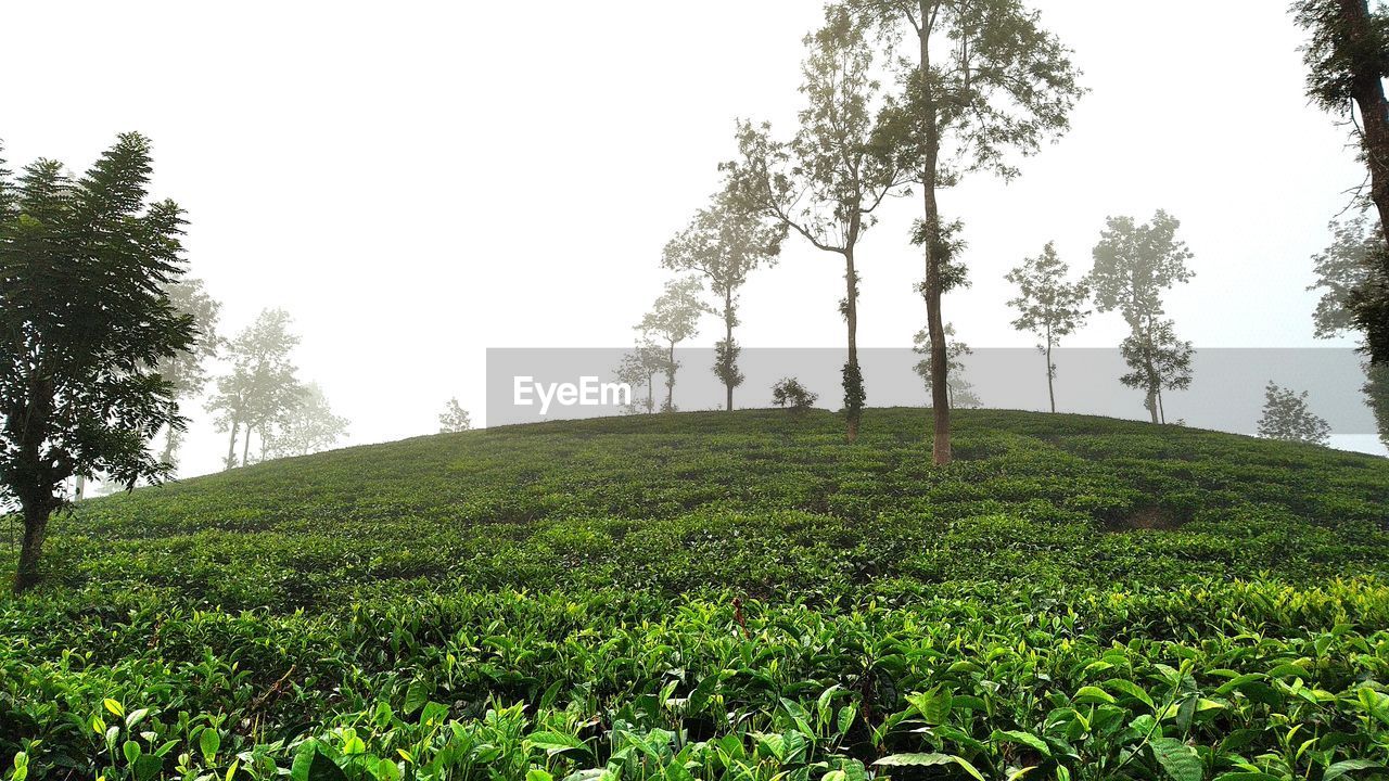 SCENIC VIEW OF LAND AGAINST SKY