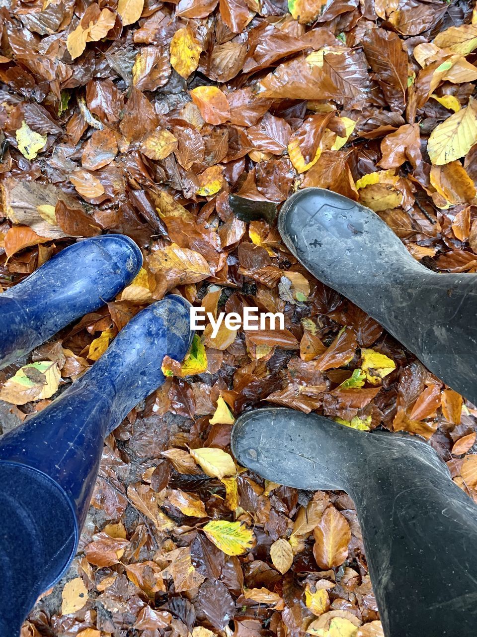 LOW SECTION OF PERSON STANDING ON FALLEN LEAVES