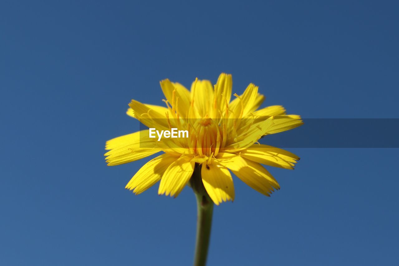 Low angle view of yellow flower against clear blue sky