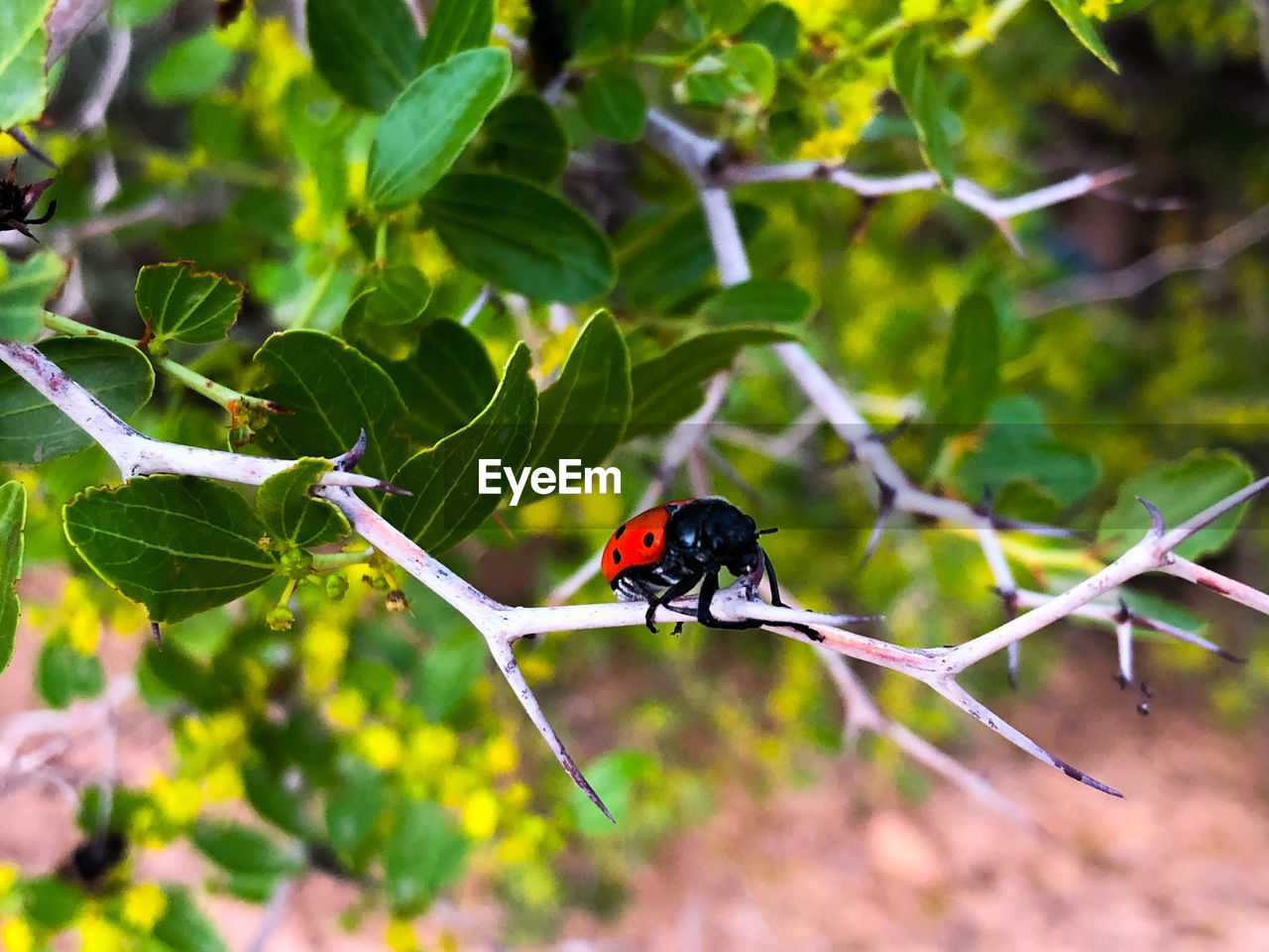 LADYBUG ON LEAF