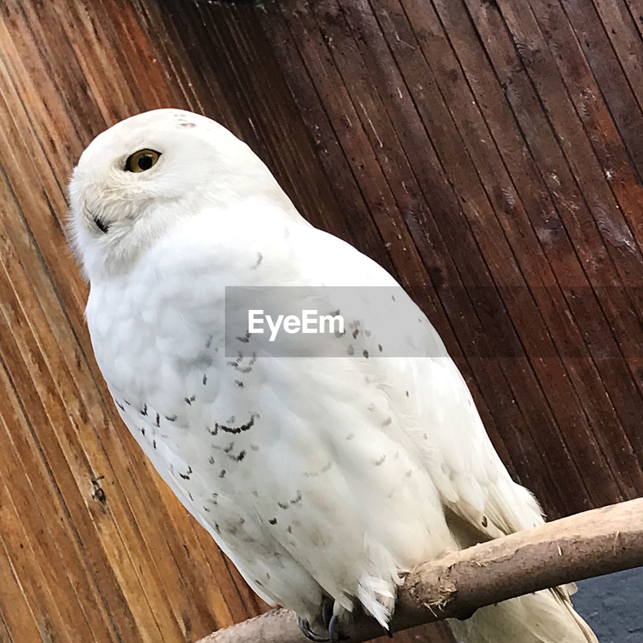 CLOSE-UP OF WHITE OWL PERCHING ON WOOD