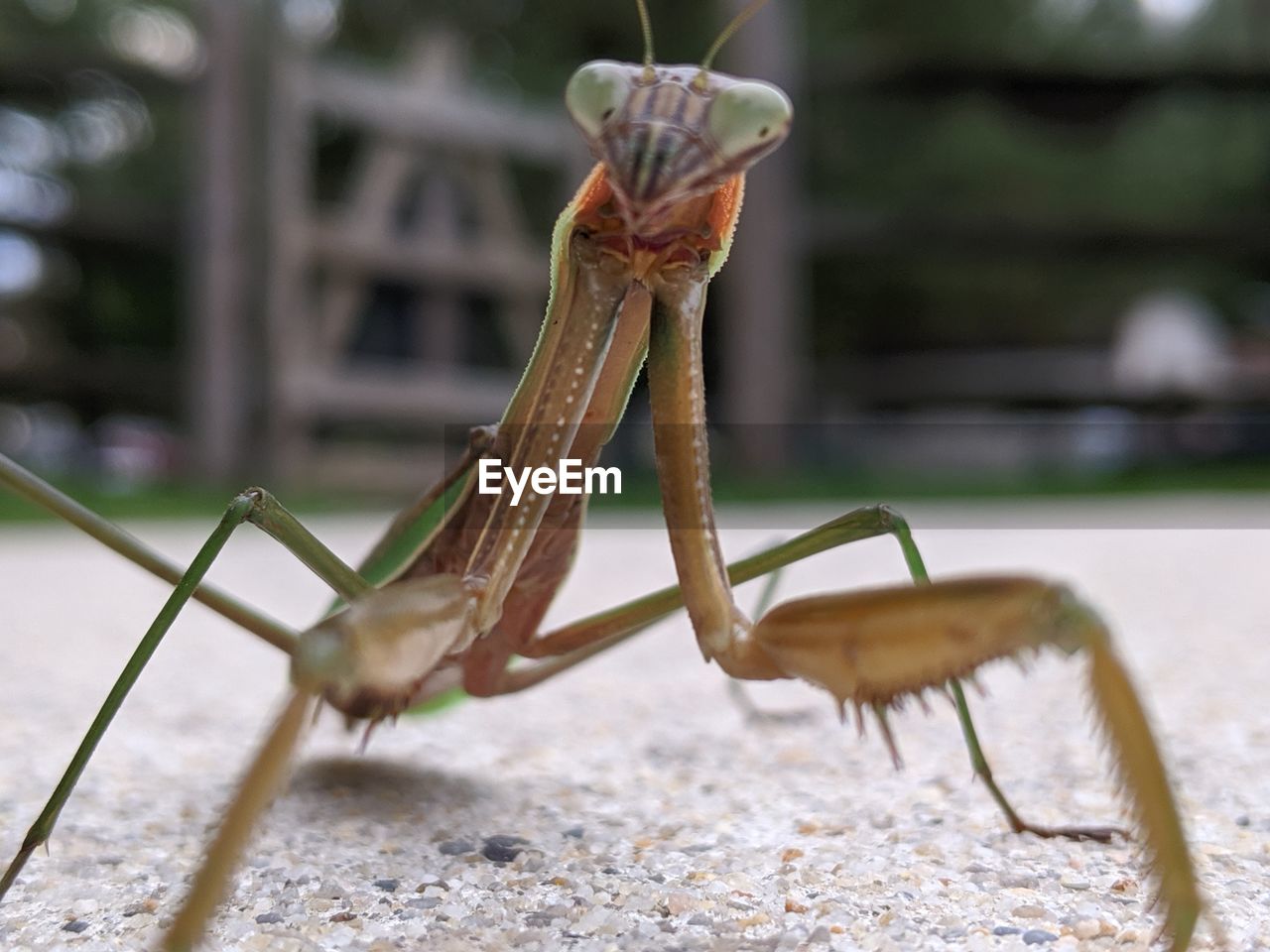 CLOSE-UP OF A INSECT