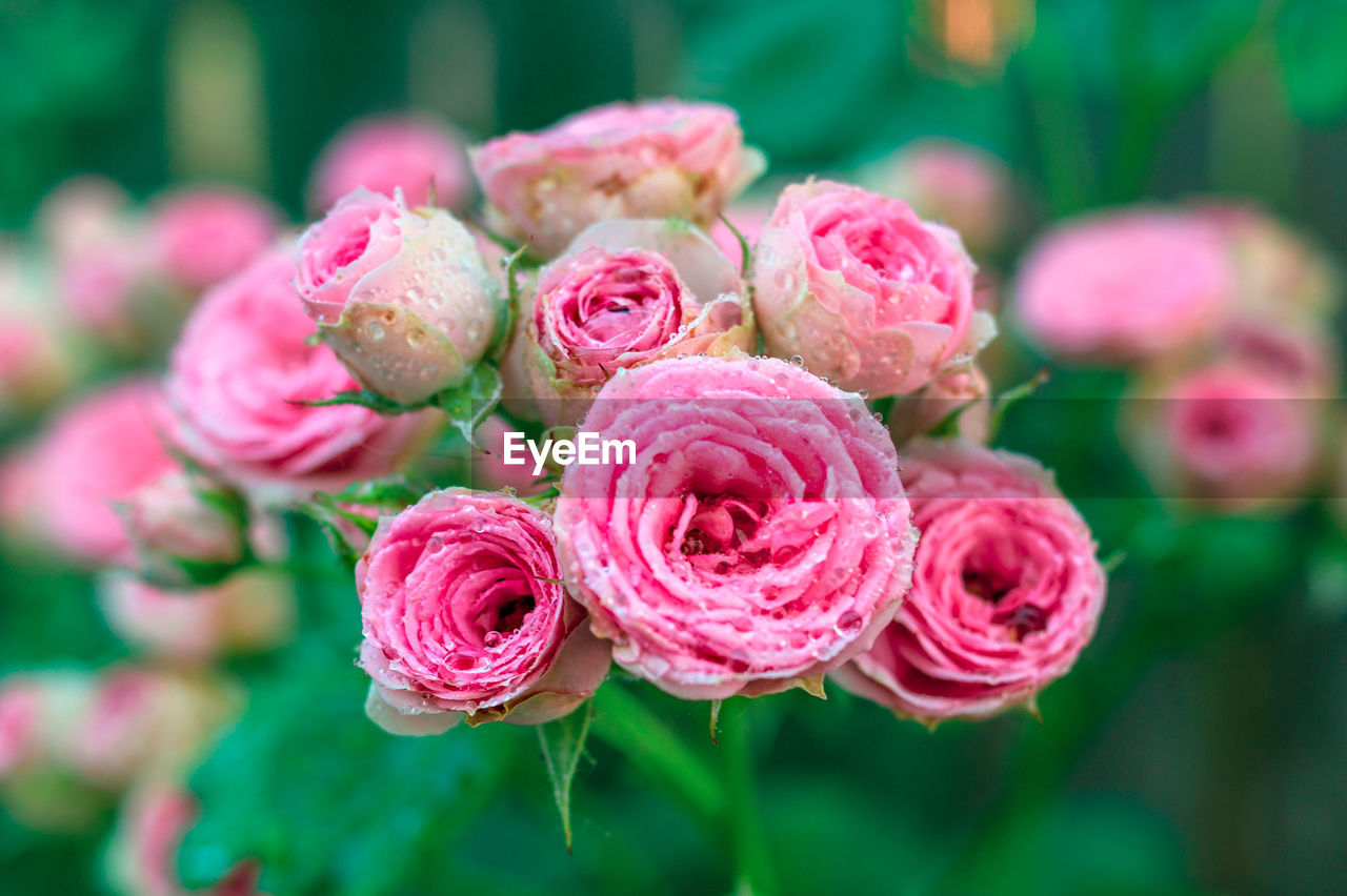 Background of bouquet of pink blooming rose bush. a pink roses rosaceae in bloom. 