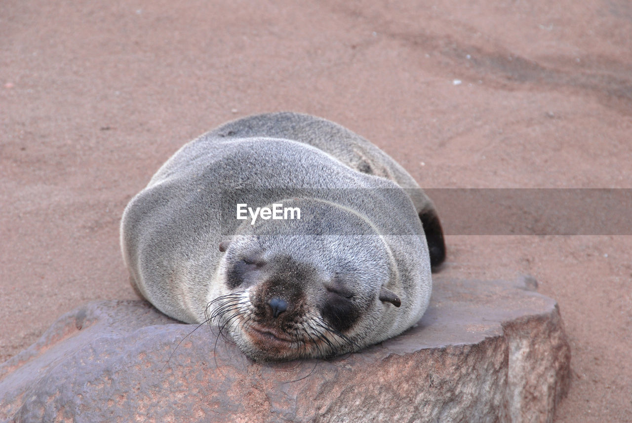 CLOSE-UP OF SEA LION ON BEACH